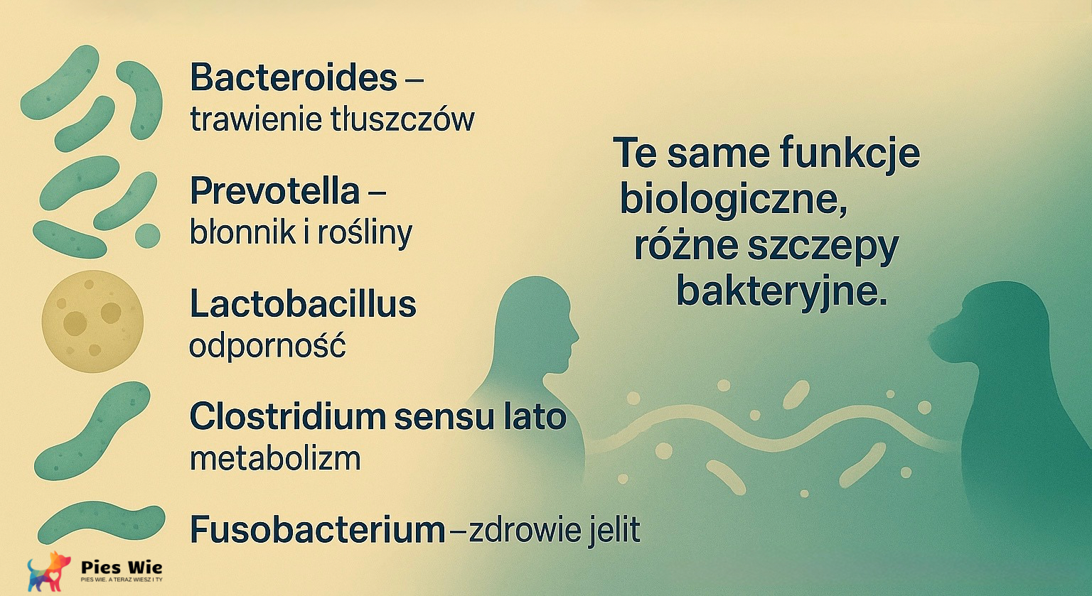 Infografika przedstawiająca bakterie wspólne dla mikrobiomu psa i człowieka: Bacteroides, Prevotella, Lactobacillus, Clostridium sensu lato oraz Fusobacterium - różne szczepy, te same funkcje biologiczne.